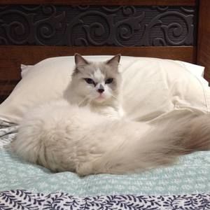 Meet your Posher, Patrice